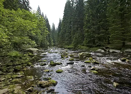 Böhmerwald