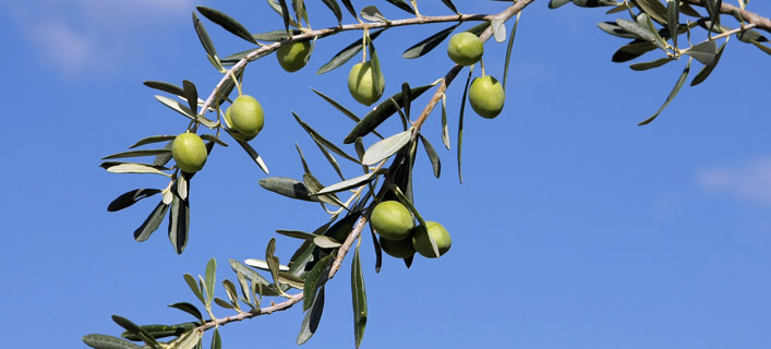 Rhodos - Kulinarisches