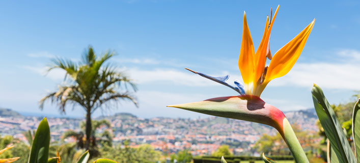 Madeira - Sehenswürdigkeiten