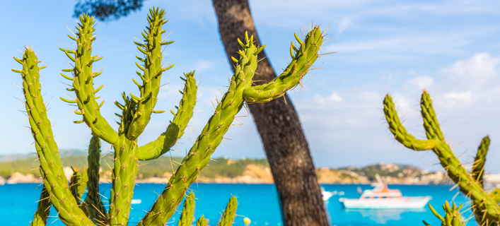 Paguera - Fakten in Kürze